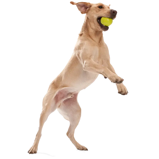 dog toy - jive® by west paw design