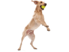 dog toy - jive® by west paw design