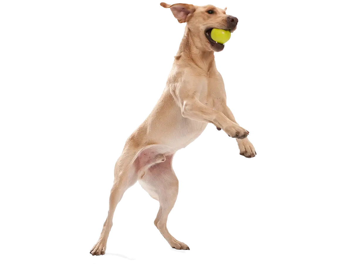 dog toy - jive® by west paw design