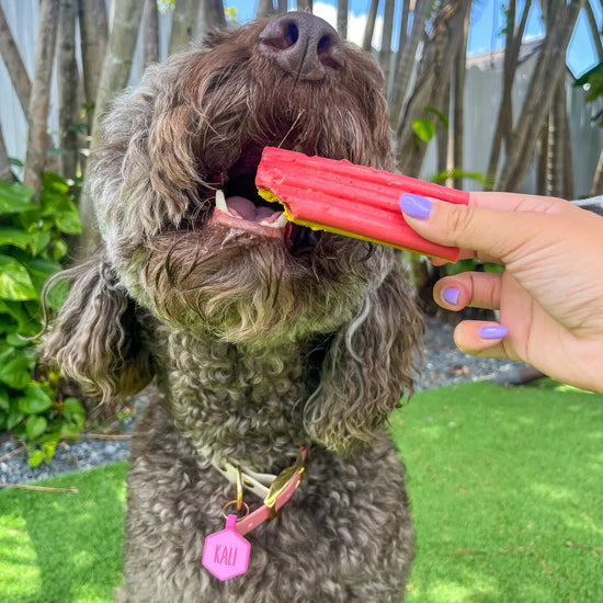 dog treat - ice cream by spunky pup bakery