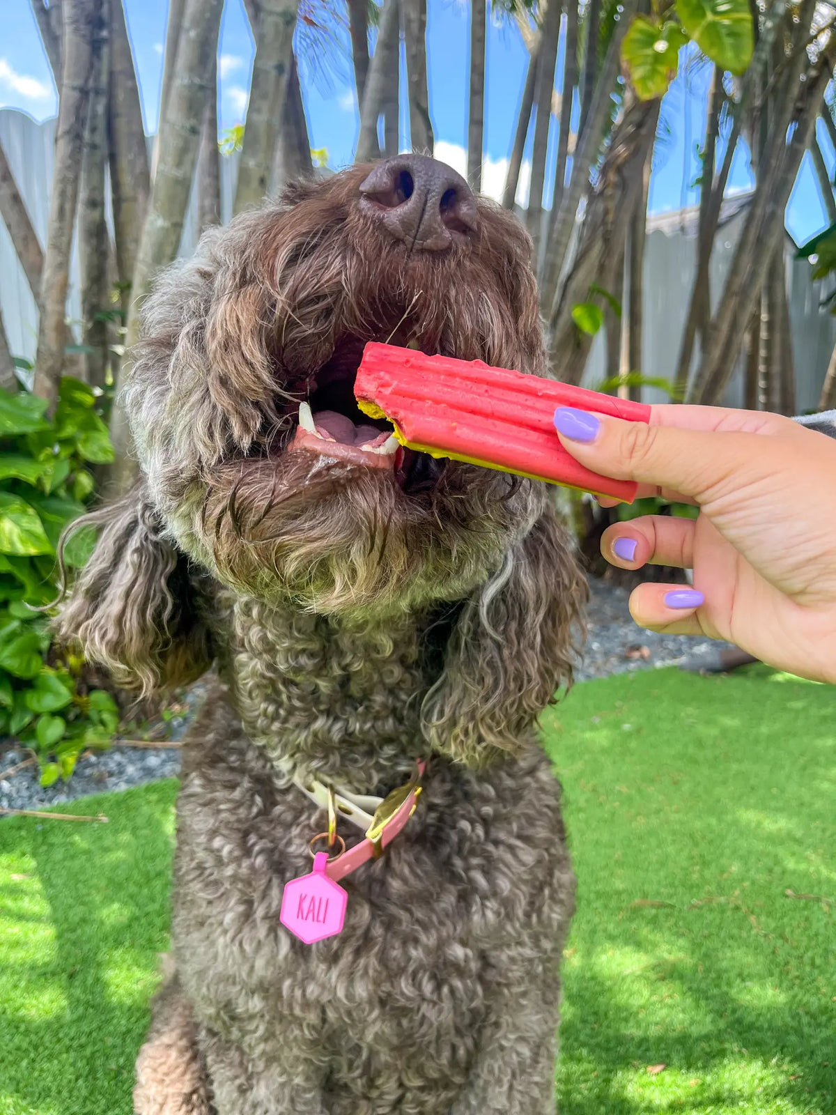 dog treat - ice cream by spunky pup bakery