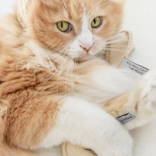 cat toy - fortune cookie (catnip) by modernbeast