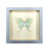 Wall Art | Shadowbox | Luna Moth