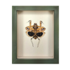 Wall Art | Shadowbox | Giant Dead-Leaf Mantis