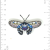 Brooch Pin | Borneo Birdwing Butterfly