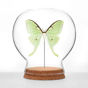 insect art - globe - luna moth by green beetle shop