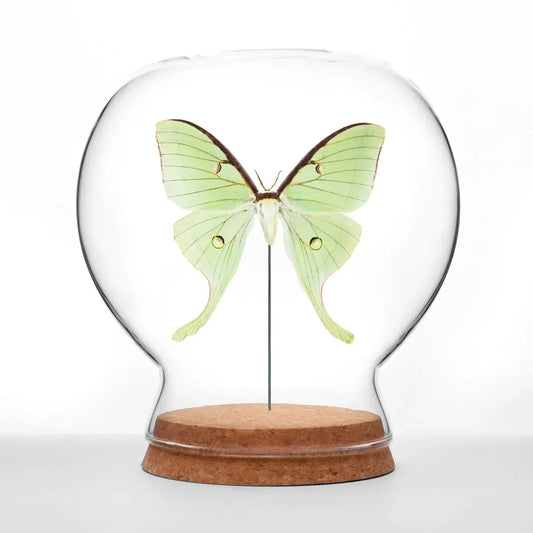 insect art - globe - luna moth by green beetle shop