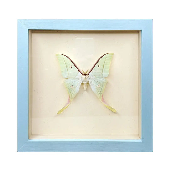 wall art - shadowbox - luna moth by green beetle shop