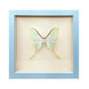 wall art - shadowbox - luna moth by green beetle shop