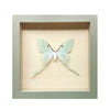 wall art - shadowbox - luna moth by green beetle shop