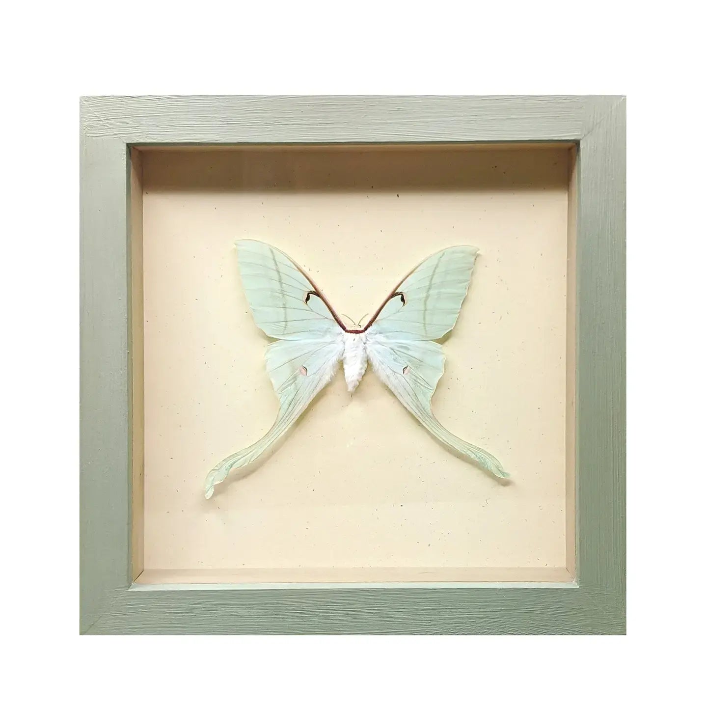 wall art - shadowbox - luna moth by green beetle shop