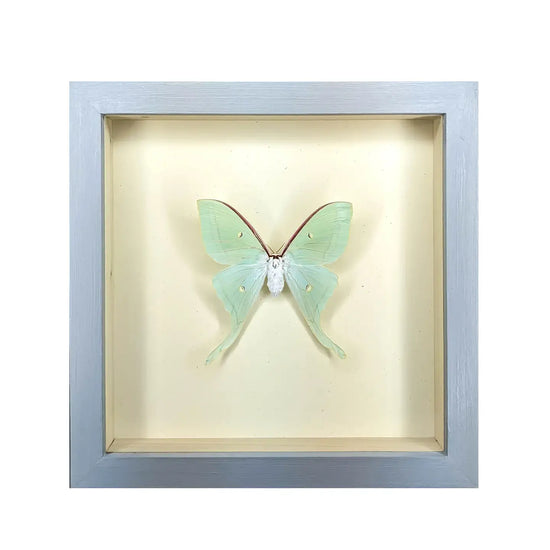 wall art - shadowbox - luna moth by green beetle shop