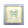 wall art - shadowbox - luna moth by green beetle shop