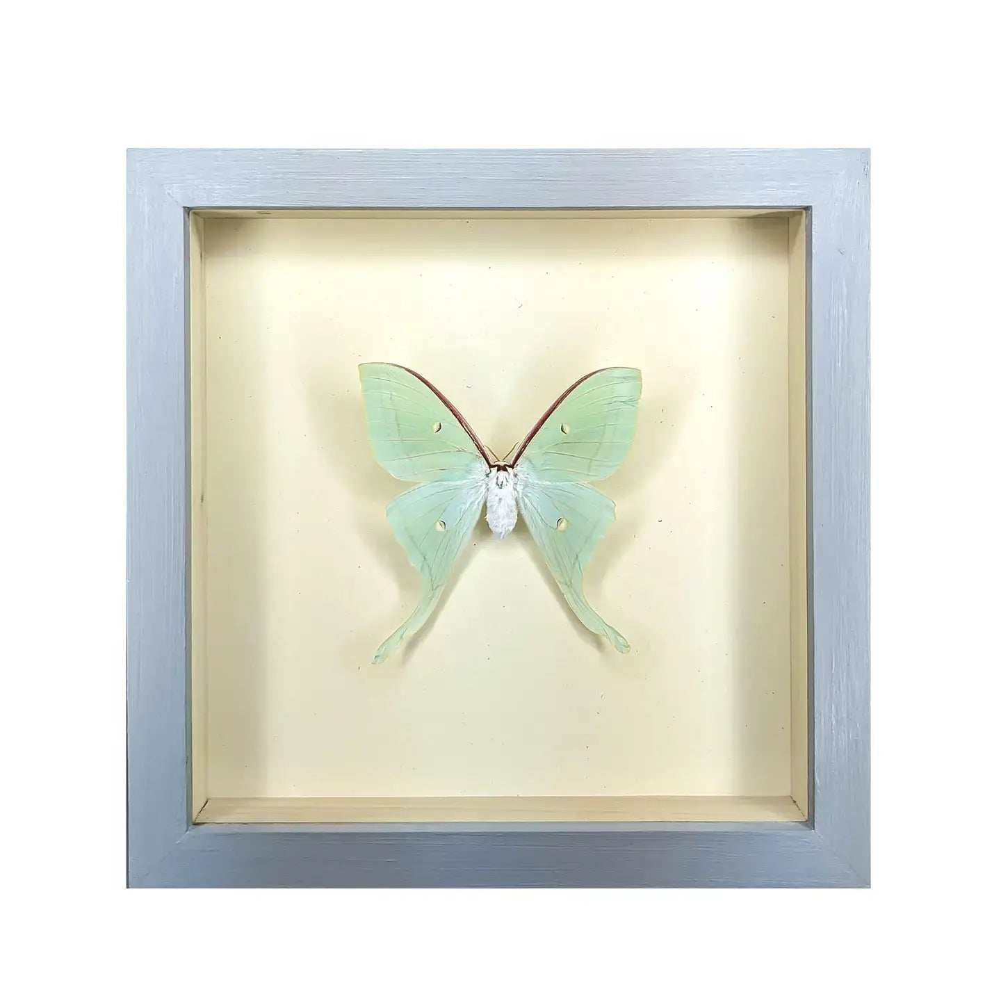 wall art - shadowbox - luna moth by green beetle shop