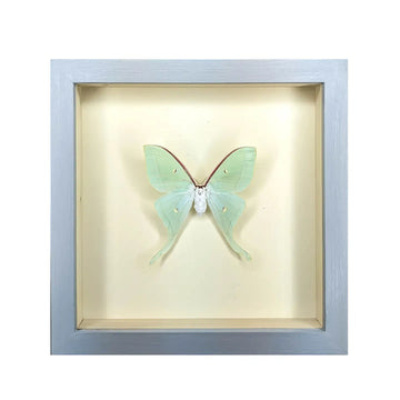 wall art - shadowbox - luna moth by green beetle shop