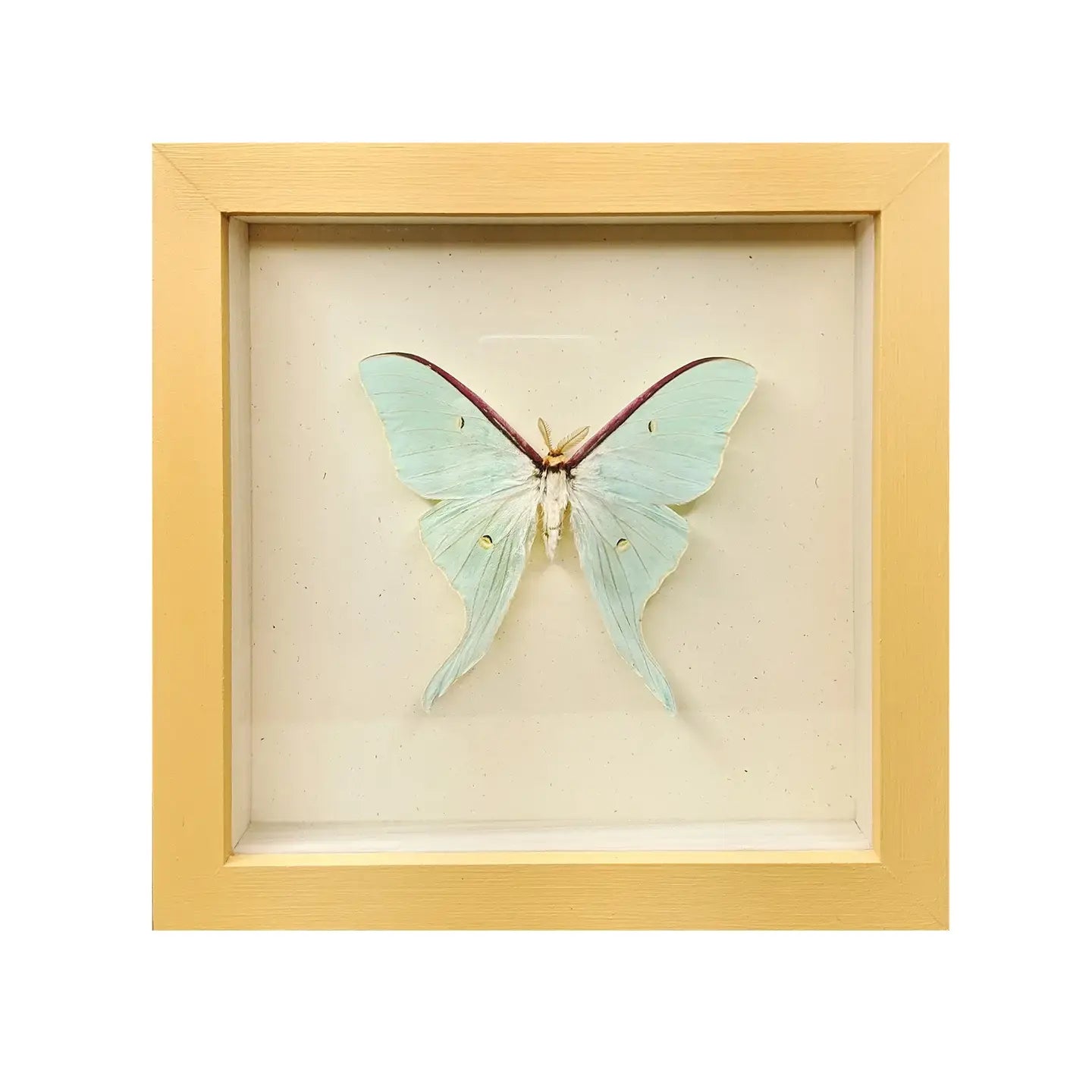 wall art - shadowbox - luna moth by green beetle shop