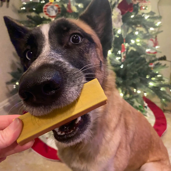 dog treat - ice cream by spunky pup bakery