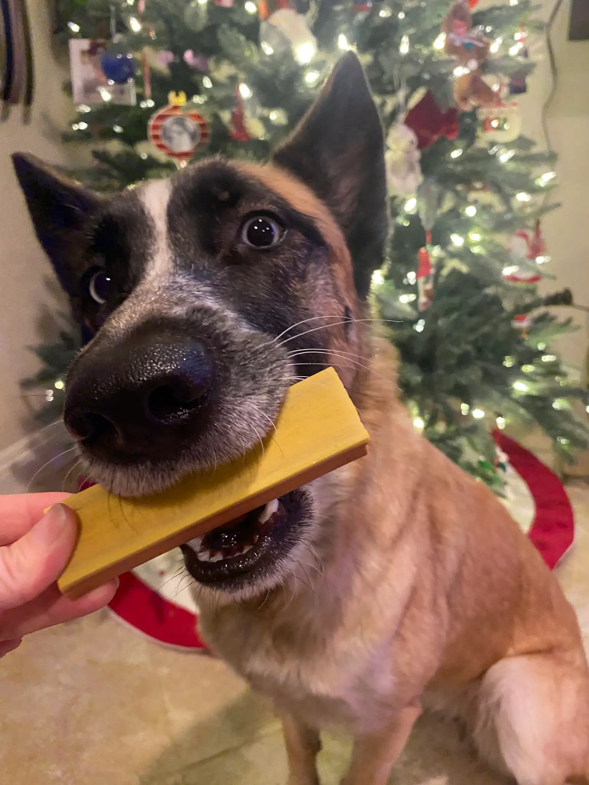 dog treat - ice cream by spunky pup bakery