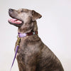 dog collar - martingale - merlot + lilac by major darling