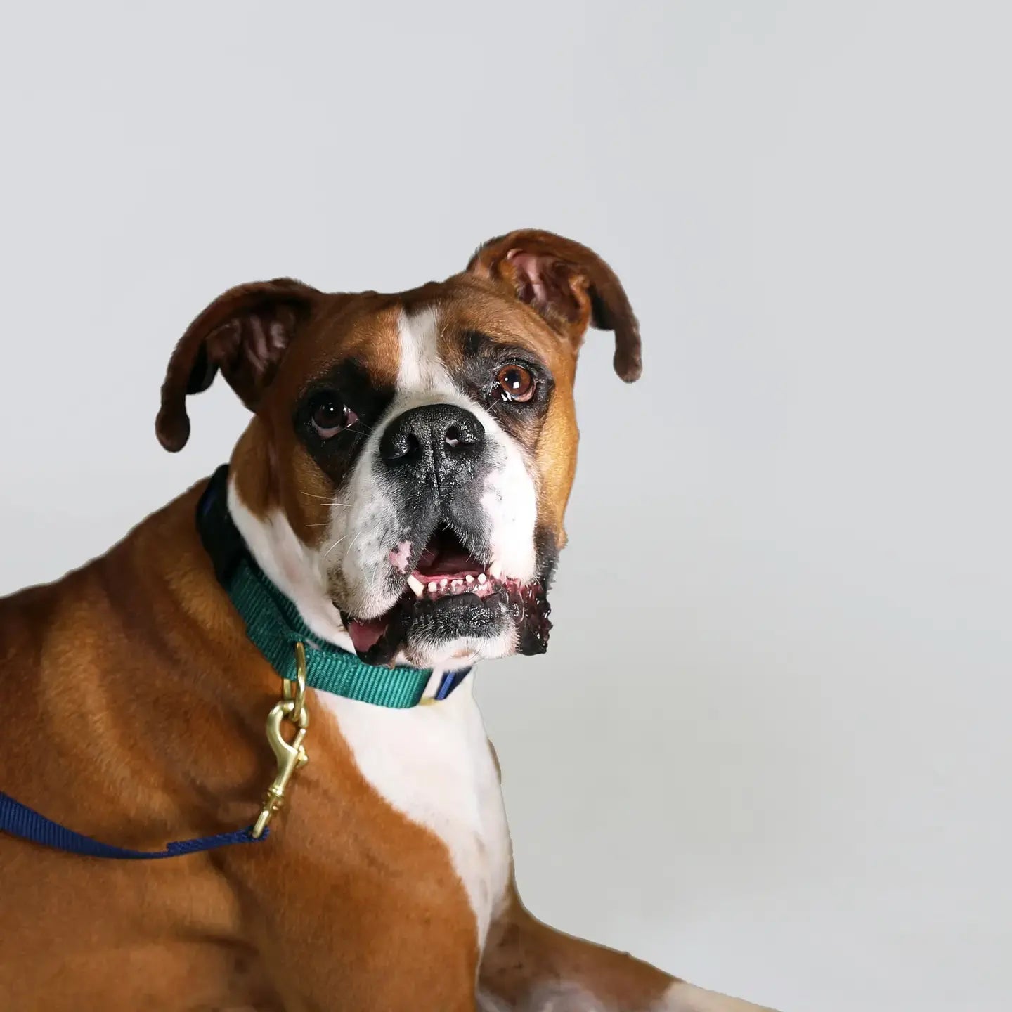 dog collar - martingale - navy + forest by major darling