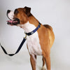 dog collar - martingale - navy + forest by major darling
