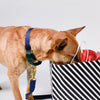 dog collar - martingale - navy + forest by major darling