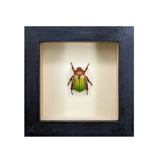 wall art - shadowbox - mexican jewel beetle by green beetle shop
