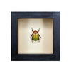 wall art - shadowbox - mexican jewel beetle by green beetle shop