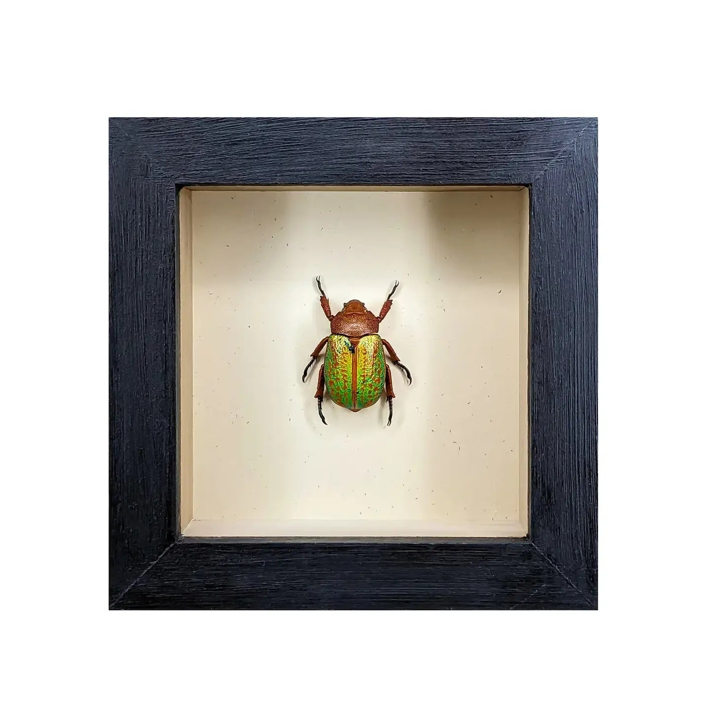 wall art - shadowbox - mexican jewel beetle by green beetle shop