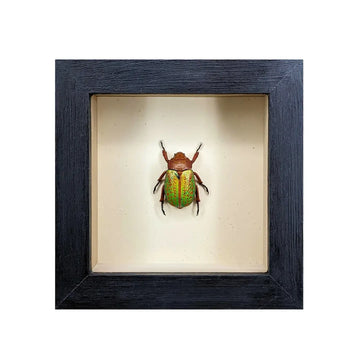 wall art - shadowbox - mexican jewel beetle by green beetle shop