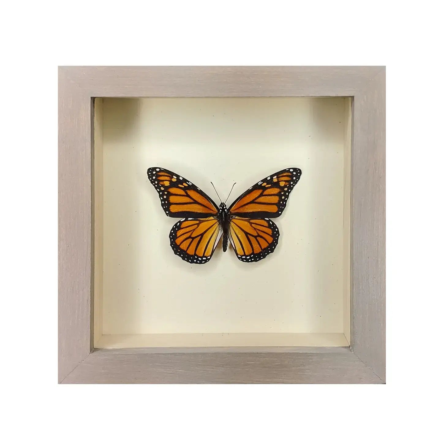 wall art - shadowbox - monarch butterfly by green beetle shop