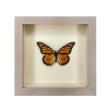 wall art - shadowbox - monarch butterfly by green beetle shop