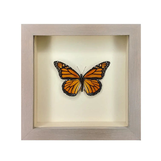 wall art - shadowbox - monarch butterfly by green beetle shop