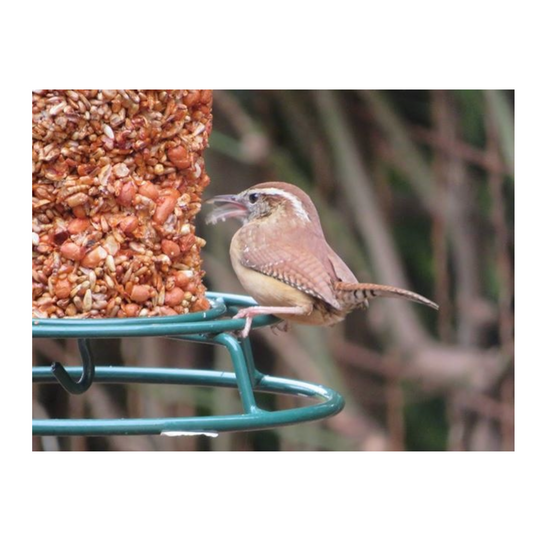 bird seed cylinder - flaming hot feast by mr. bird