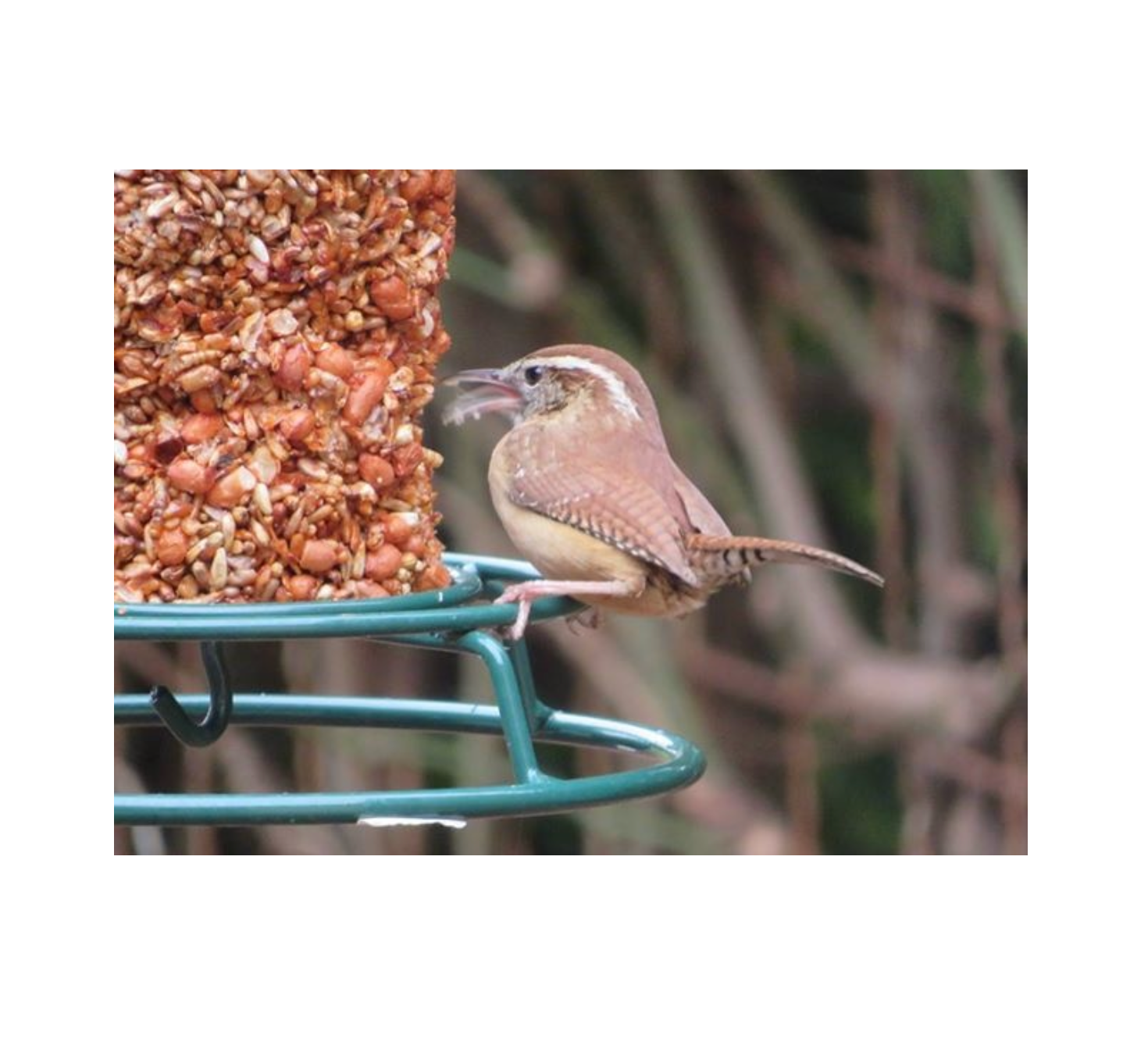 bird seed cylinder - flaming hot feast by mr. bird