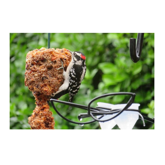 bird seed cylinder - flaming hot feast by mr. bird