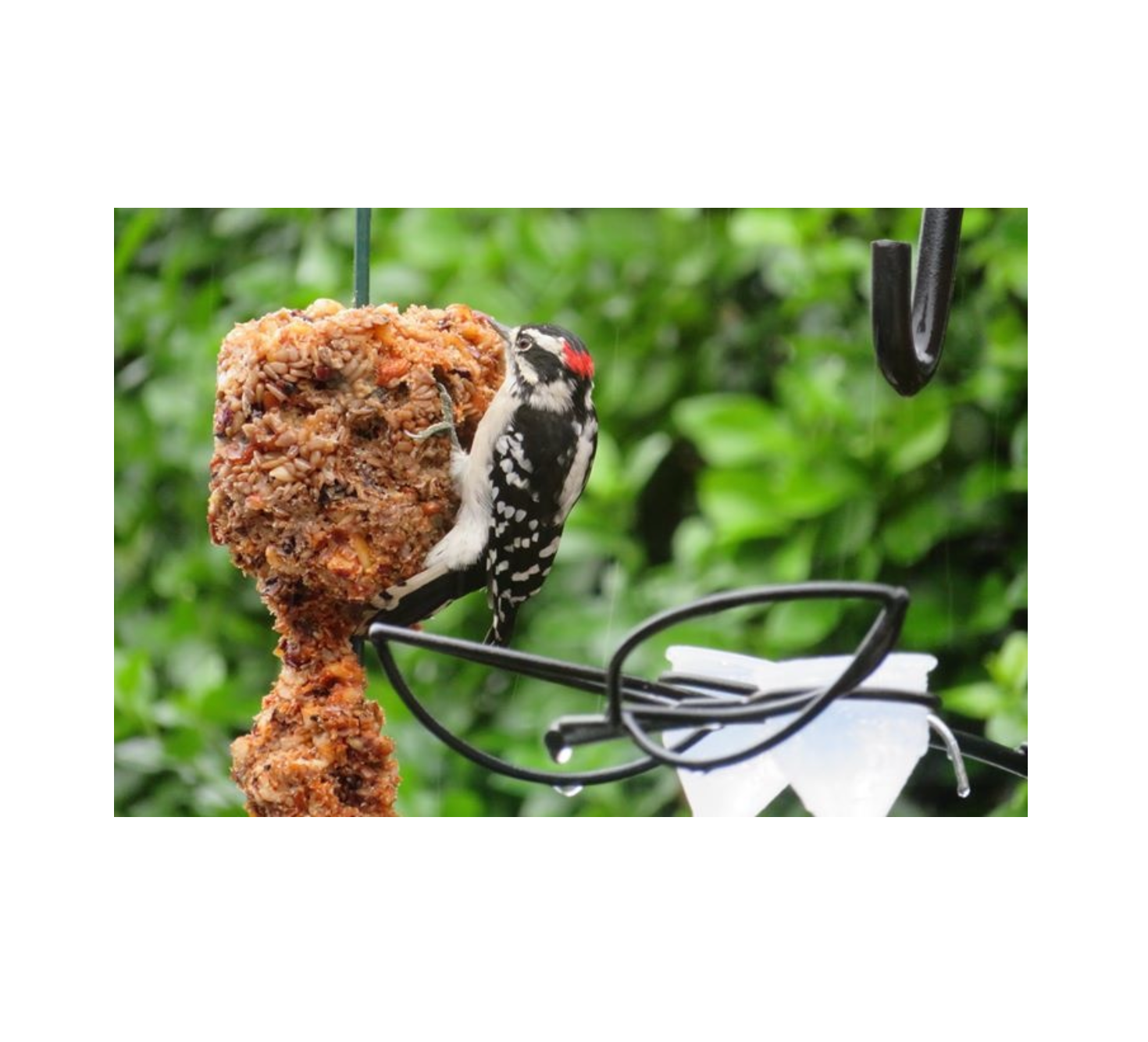 bird seed cylinder - flaming hot feast by mr. bird