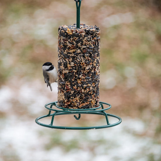 bird seed cylinder - wild bird feast by mr. bird
