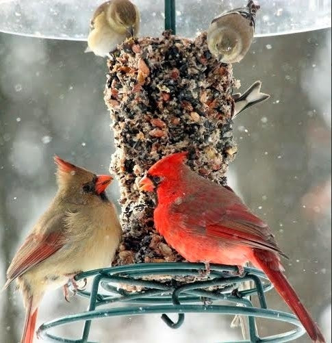 bird seed cylinder - wild bird feast by mr. bird