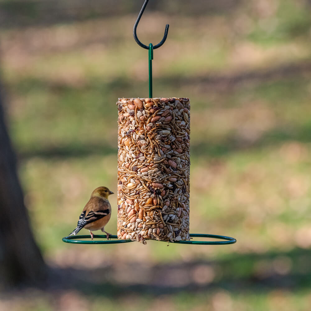 bird seed feeder - cylinder by mr. bird