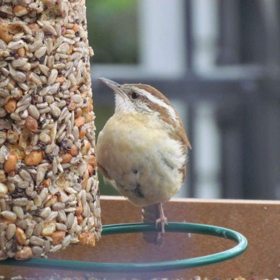 bird seed feeder - cylinder by mr. bird