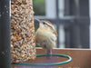bird seed feeder - cylinder by mr. bird