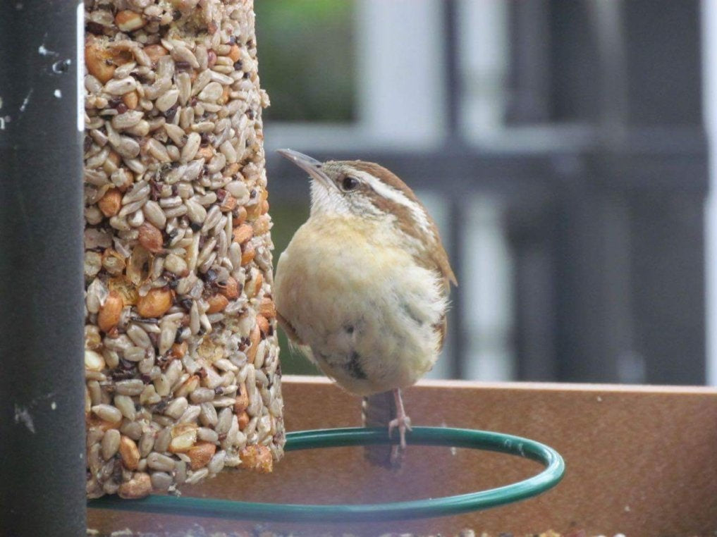 bird seed feeder - cylinder by mr. bird