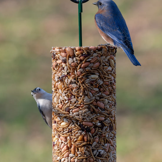 bird seed feeder - cylinder by mr. bird