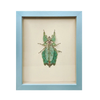 Wall Art | Shadowbox | Giant Leaf Insect