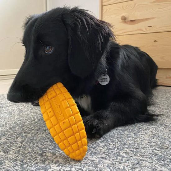 dog toy - nylon corn on the cob - med/lg by sodapup