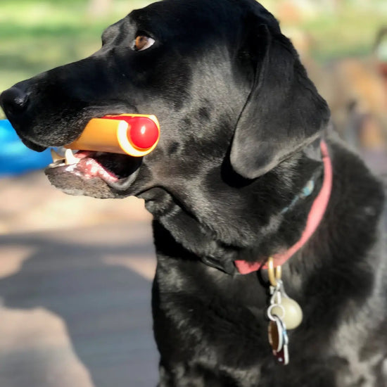 dog toy - nylon hot dog - med/lg by sodapup