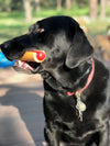 dog toy - nylon hot dog - med/lg by sodapup