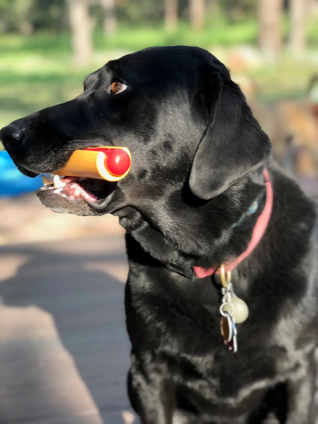 dog toy - nylon hot dog - med/lg by sodapup