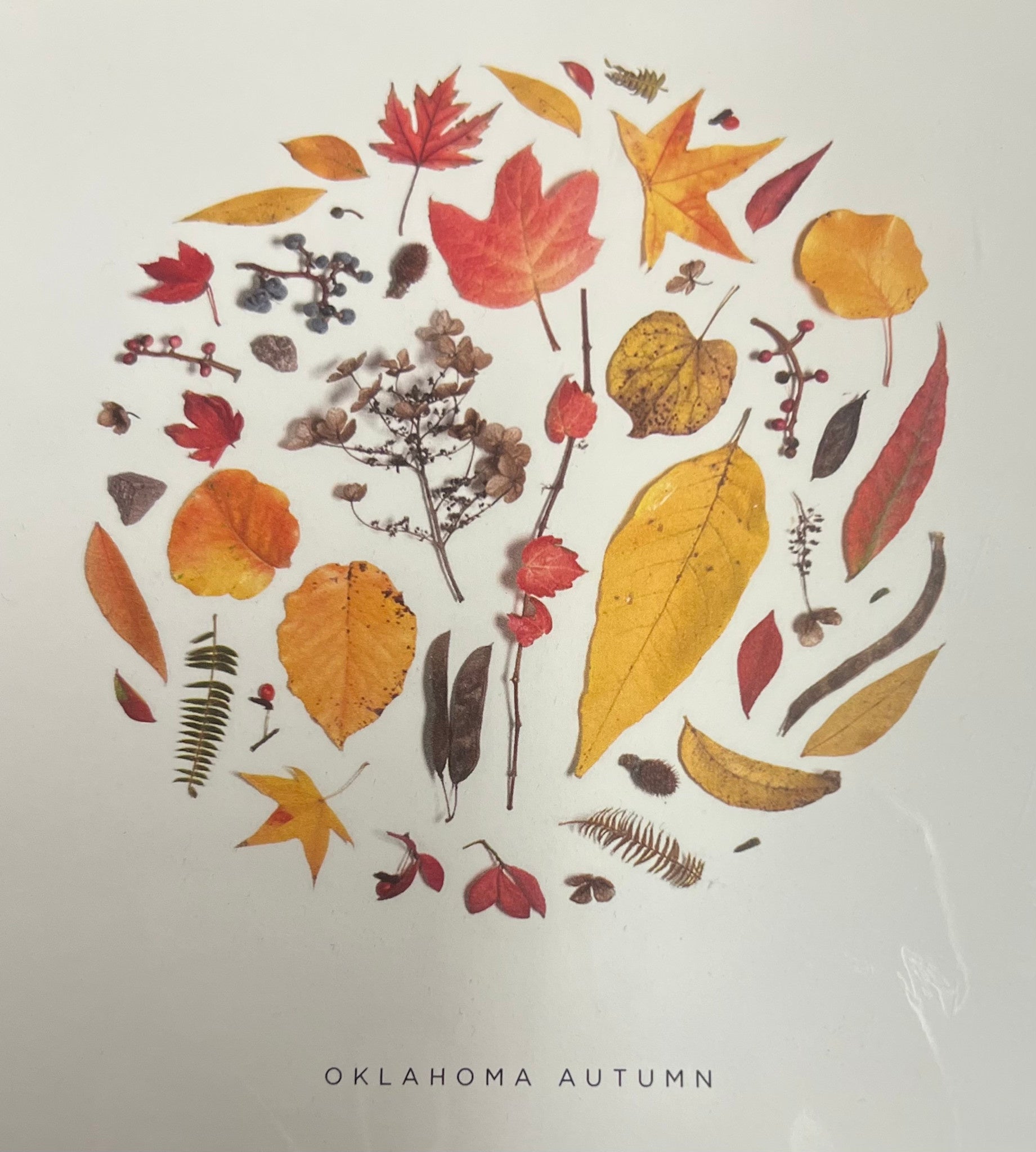 art print - oklahoma season by create etc dba evie s.